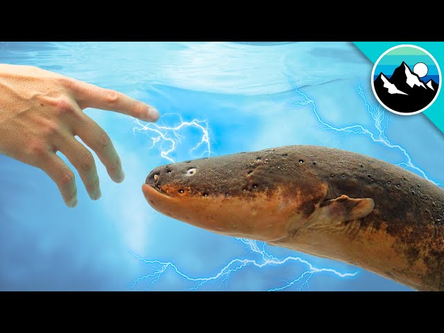 Electric Eel Bite Do You Find Electric Eels In The Sea Quora