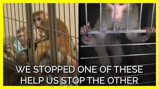 PETA Uncovers More Monkey Terror Experiments at NIMH