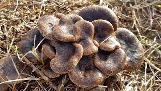 GARDONCELLO...Pleurotus eryngii...20/11/24