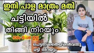 തൊടിയിലെ പാള മാത്രം മതി/ മണ്ണും വളവും വേണ്ട/pala/Malayalam/poppy vlogs