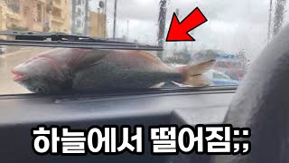 500km 떨어진 곳에 사는 물고기 수백마리가 하늘에서 비처럼 내린 놀라운 사연! 진짜일까?