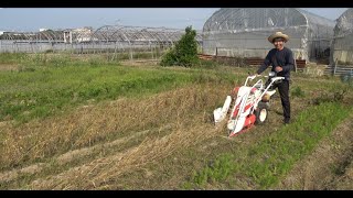 【無肥料栽培】直播き落花生カラス対策🐔バインダーで小麦収穫🌾里芋栽培お手入れ🌈かぼちゃの直播きの畝など畑の紹介🌱【自然栽培　自然農法　無農薬栽培　家庭菜園　野菜畑】