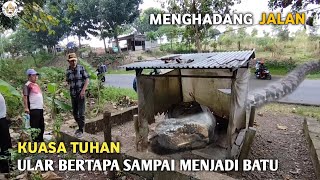 VIRAL..! Gempar Ular Bertapa Menjadi Batu Di Pinggir Jalan Raya Pegunungan Jawa Timur