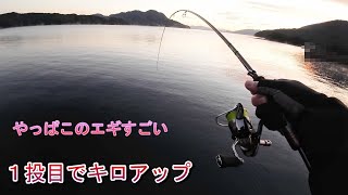 【エギング】釣り場に着いて１投目で釣れた冬のキロアップ