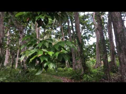Pili Nut Forest Pili Nut Forest