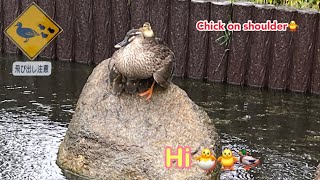 新しいカルガモ親子 肩の上に雛が♪お腹の下にも雛達♪Chick on shoulder♪ New duck family🦆🐣