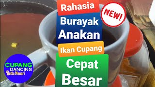 Tips: RAHASIA BURAYAK ANAKAN IKAN CUPANG-Cepat Besar