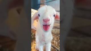 Cute Goat vice//#short #Shorts #YouTubeshort #animals