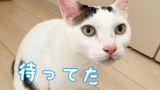 朝はママにベッタリの猫チロさん