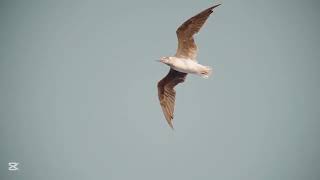 Seagulls Flying in the Sky – A Breathtaking Nature Scene.