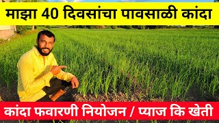 40 दिवसांचा कांदा प्लॉट | kanda pil rog upay | कांदा फवारणी नियोजन | प्याज कि खेती | pavsali kanda