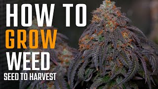 How to Grow Weed in Living Soil | Seed to Harvest Guide
