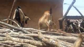 Yelling Goats ~ Ghana, Africa