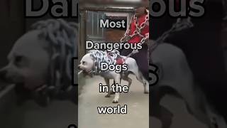 Top 10 Most Dangerous Dogs in the World ๐ Aggressive Dogs #shorts #viral #trending