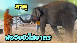 บัวใส่บาตร❗️เสือจับเองเป็นไง😂elephant