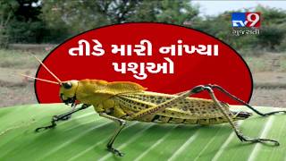 Drug used to kill locusts affecting animals, birds in Banaskantha, farmers tensed | Tv9Gujarati