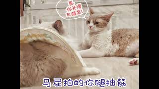 广州家长反馈：戏精附体的日常#被迫营业的猫猫 #德文卷毛猫