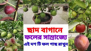 ছাদ বাগানে এই 10 টি সেরা ফলের গাছ লাগান