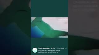 人生必去潛點清單🇧🇸Bimini Island, The Bahamas｜PADI潛水課程｜OW潛水證照｜小班制 ｜小琉球民宿｜潛水．住宿｜Instagram: staysalty2019