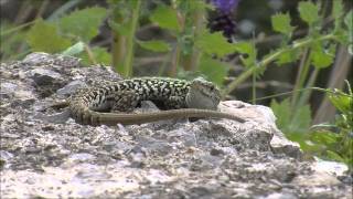 Richard Dawkins - Evolution Before Our Every Eyes - Lizards of Pod Mrcaru