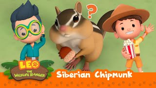 Siberian Chipmunk | What a cute thief! | Leo the Wildlife Ranger | Kids Animation