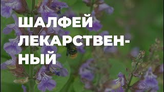 Шалфей лекарственный - полезные свойства, народные рецепты / Захар Травник