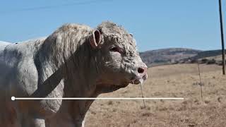 Louwcoe Charolais