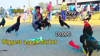 Murga market Balarampur || aj  market me goats sale kiye || SM Vlogs