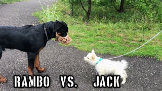 RAMBO VS JACK | RAMBO SOCIALIZING WITH OTHER DOGS  | STEP CLIMBING SUCCESSFUL |