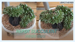 #9 [多肉植物] Repot Succulent / 라탐 철화 란다자리분 분갈이