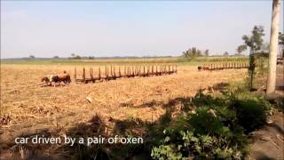 Sugar Cane Trains : Harvest in Malang l ROW FOOTAGE