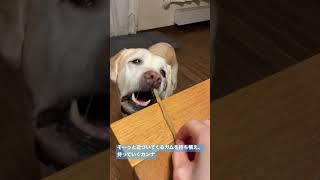 そーっと近づいてくるガムを待ち構え、持っていく犬、カンナ。