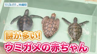 【沖縄美ら海水族館】希少な海洋生物ウミガメの生態を紹介！ 日本財団 海と日本PROJECT in 沖縄県 2022 #10