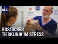 Tierklinik Rostock: Dauereinsatz für Vierbeiner | Die Nordreportage | NDR Doku