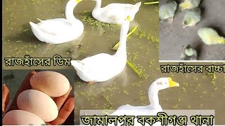 রাজহাঁস ডিম পাড়ে বাচ্চা ভোটে বিক্রি করি অনেক বড় বড় ডিম অনেক বড় বড় বাচ্চা#বাঙালিboy #farming #