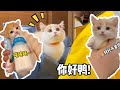 【#一只又廷】奶猫大合集！感受可爱暴击吧😊