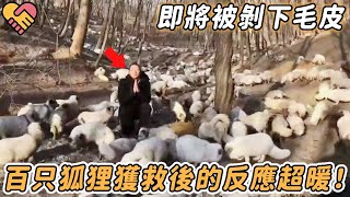 百隻狐狸被賣毛皮市場！命懸一線被男人救出，隨後鏡頭記錄震撼一幕！|#狐狸 #毛皮 #不可思議 #震撼 #暖心 #感動 #感人故事 #淚崩 #新聞 #奇跡 #反轉 #反應 #親情 #動物 #救援 #救助