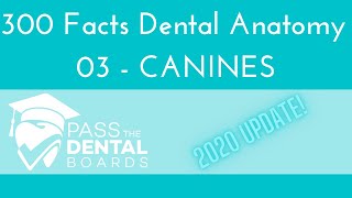 300 Facts Dental Anatomy - 03 CANINES *UPDATED 2020* - | INBDE NBDE