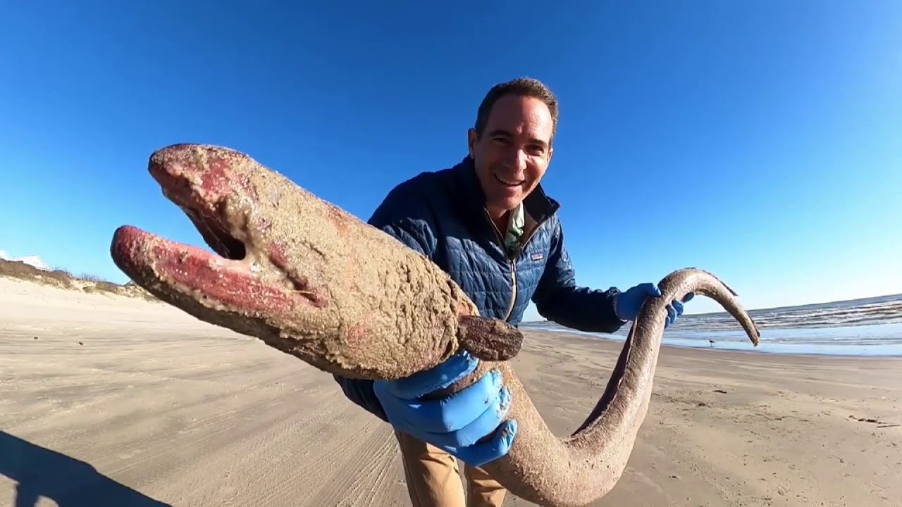 Texas Researcher Finds Huge Eel Washed Up On Beach - YouTube