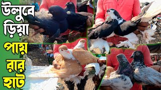 Uluberia pet market। Uluberia Pigeon Market 2023। High Flyer Pigeon। Fancy Pigeons।