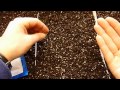 How to Start Your Own Tomato Plants from Seed How to Start Your Own Tomato Plants from Seed
