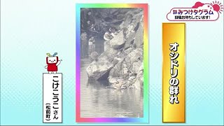 みつけタグラム　石手川ダムに仲睦まじい“オシドリ夫婦”【愛媛】 (23/12/18 18:43)