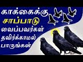 காக்கைக்கு சாப்பாடு வைக்கும் போது இதை பார்த்துவிடுங்கள் food to crow nammabhoominammasamy