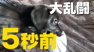 【子犬】レトリバー系の子犬のはしゃぎっぷりが超絶可愛すぎた！すけろくが我が家にやってきた！