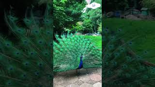 孔雀开屏，见者好运。#孔雀 #peacock #动物 #可爱 #animals #lucky #好运