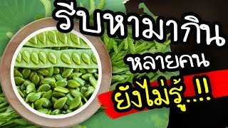 รีบหามากินด่วน !! กระถิน ผักพื้นบ้าน สุดเจ๋ง ดีกับร่างกายถึงขนาดนี้  | Nava DIY