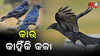 କାଉ କଳା ହେବାର ରହସ୍ୟ କ'ଣ ?: Crow