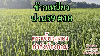 ข้าวเหนียวน่าน 59 เบอร์18 กำลังกลม ใกล้จะคลอดแล้ว