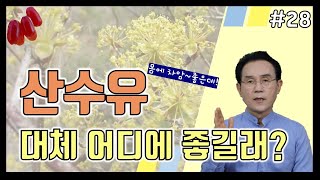 28. 산수유의 효능과 먹는법! 이것만 주의하세요!｜건강백과