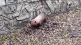 Palm Beach Zoo's bush dogs, Lilly and Carino